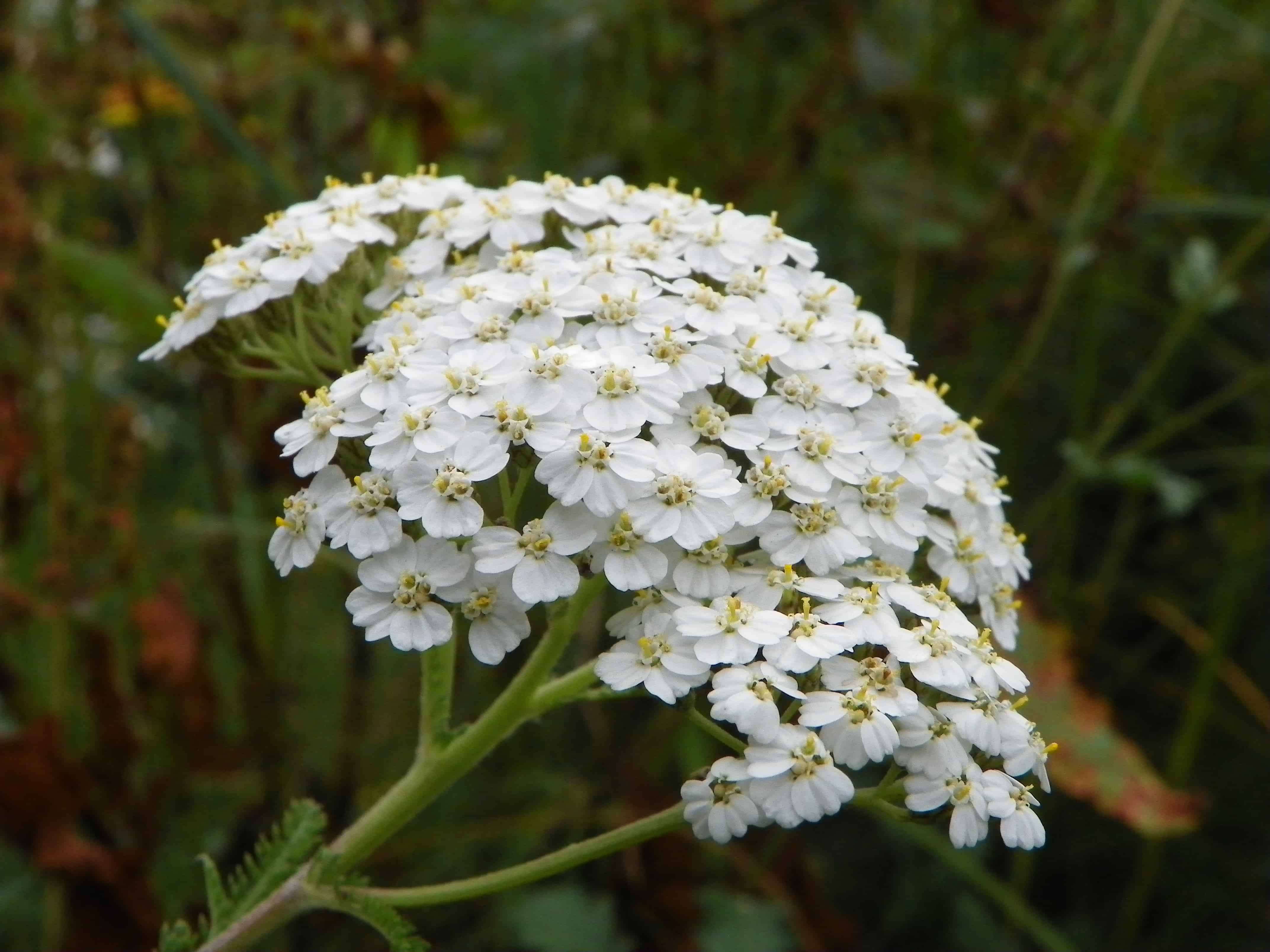 Achillea millefolium