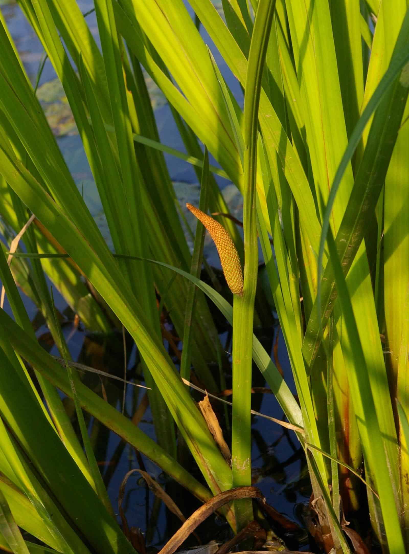 Acorus Calamus