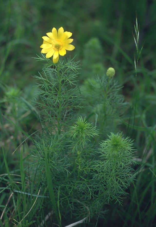 Adonis vernalis