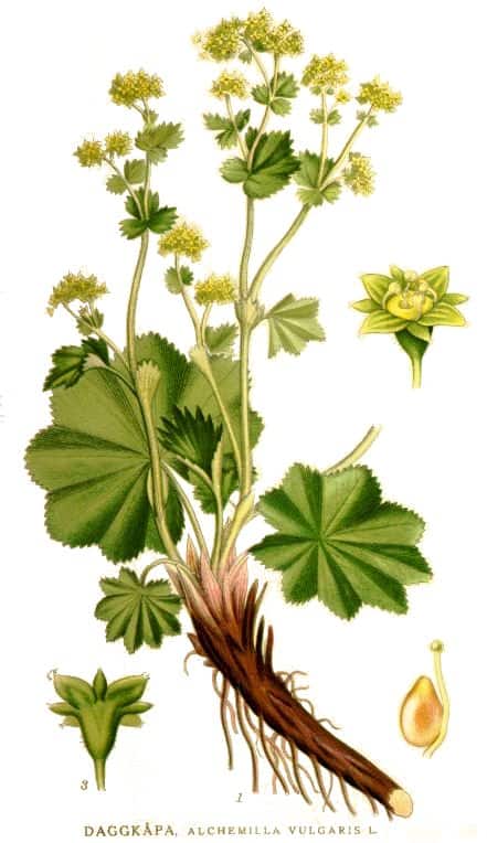 Alchemilla vulgaris