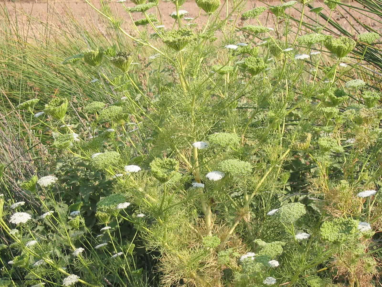 Ammi visnaga Bischofskraut