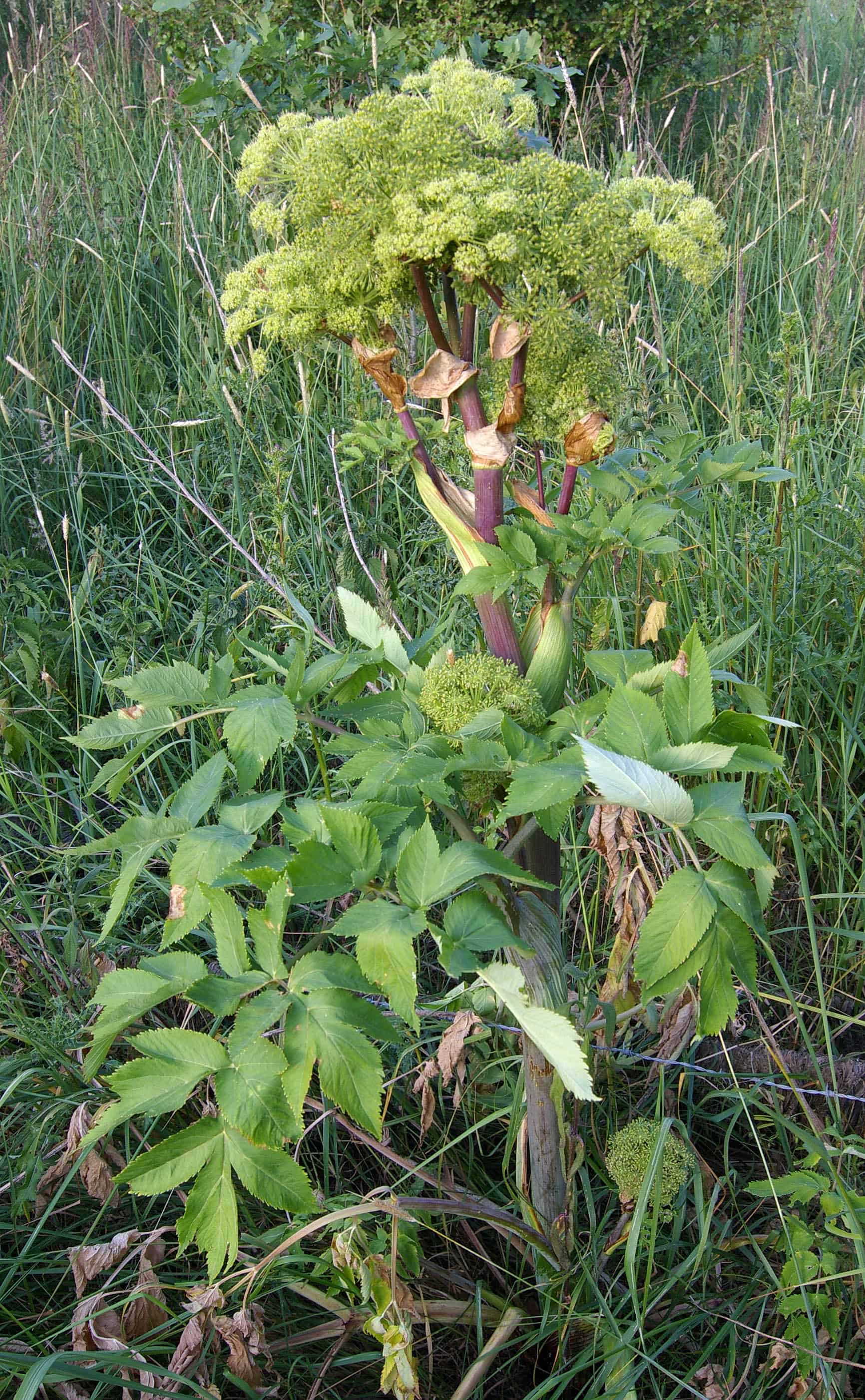 Angelica Archangelica