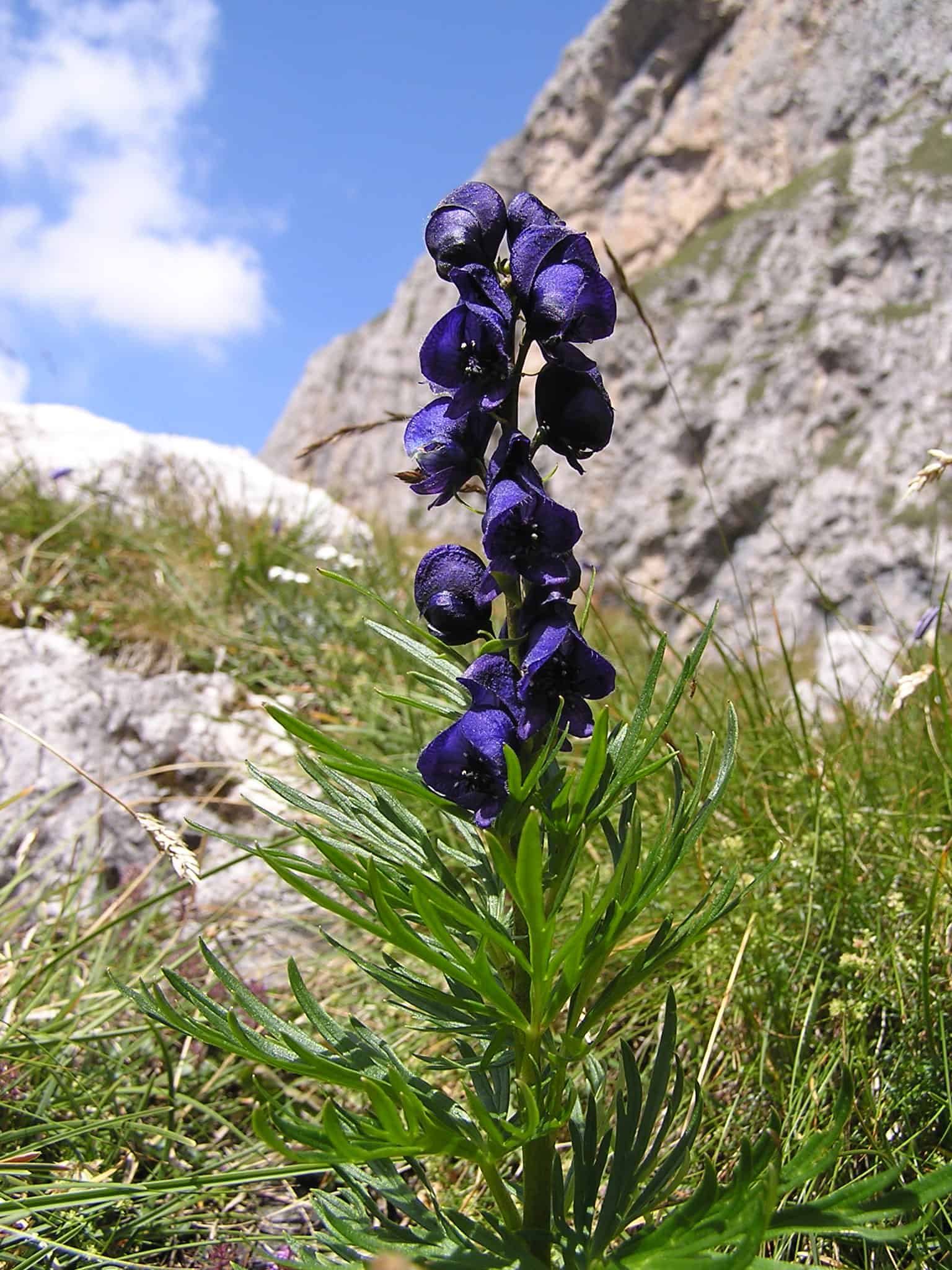 Blauer Eisenhut