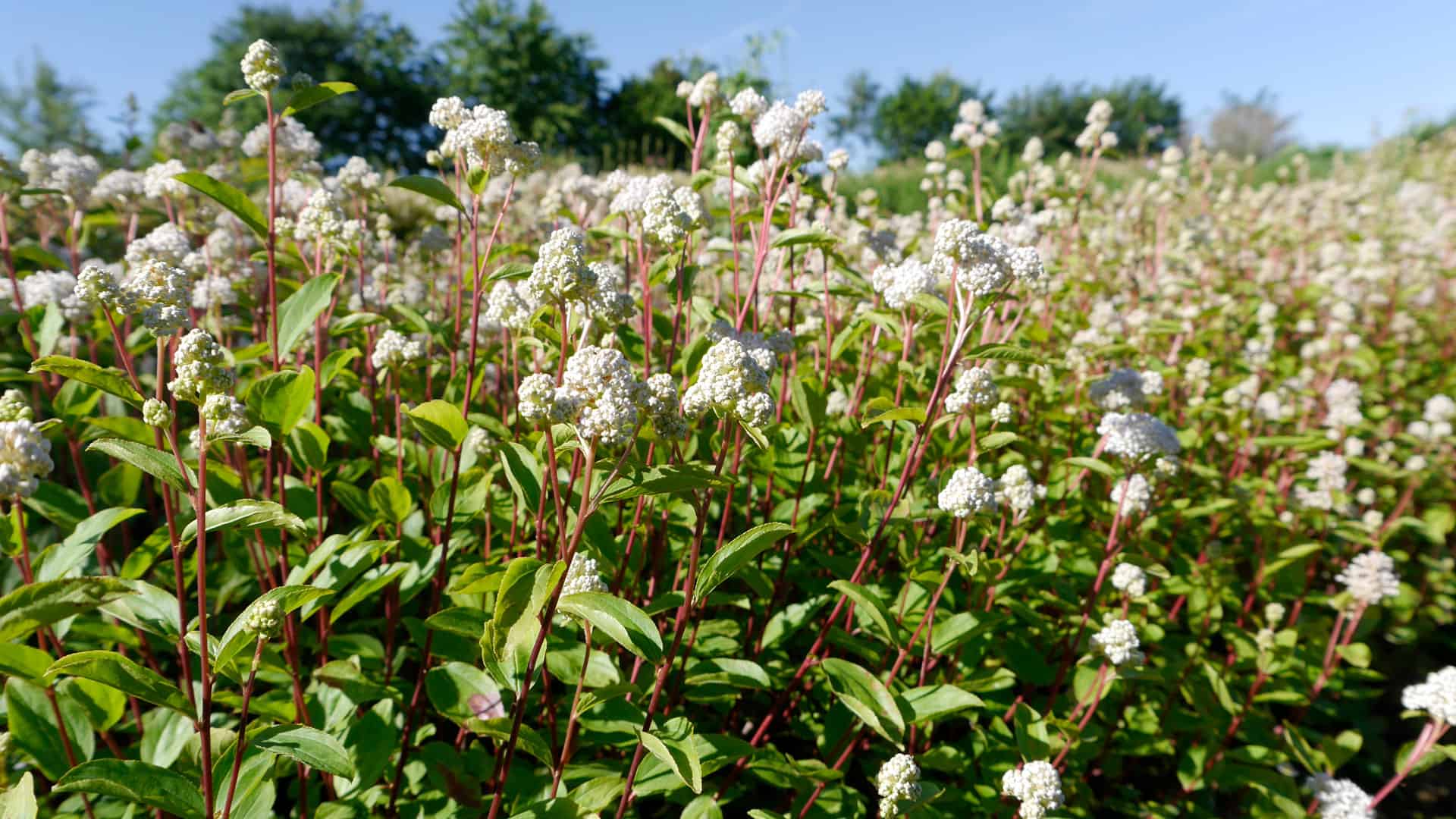 Ceanothus americanus