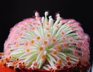 Drosera