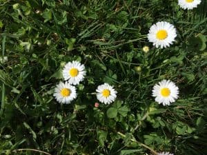 Bellis perennis