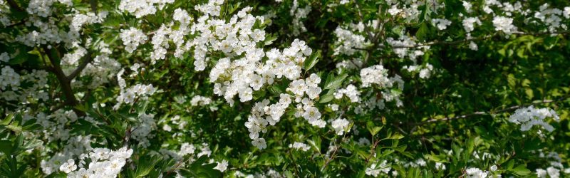 Crataegus Crataegus